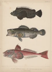 1. Pelor Japonicum, 2. Sebastes Inermis und 3. Trigla Burgeri, 1855